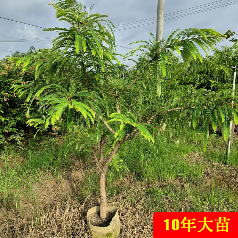 余甘果树苗嫁接带土带叶潮汕崩坎狮头甜种油甘苗柿饼甜余甘果树苗,鲜花速递/花卉仿真/绿植园艺,果树,淘宝优惠券,粉丝福利购,淘宝优惠卷