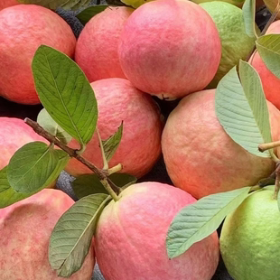 胭脂红番石榴苗无籽红宝石芭乐嫁接苗四季 白心番石榴树苗番桃子