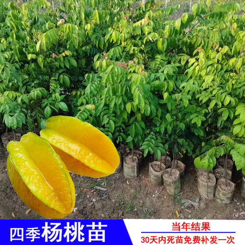 台湾四季红杨桃当年结果盆栽地栽
