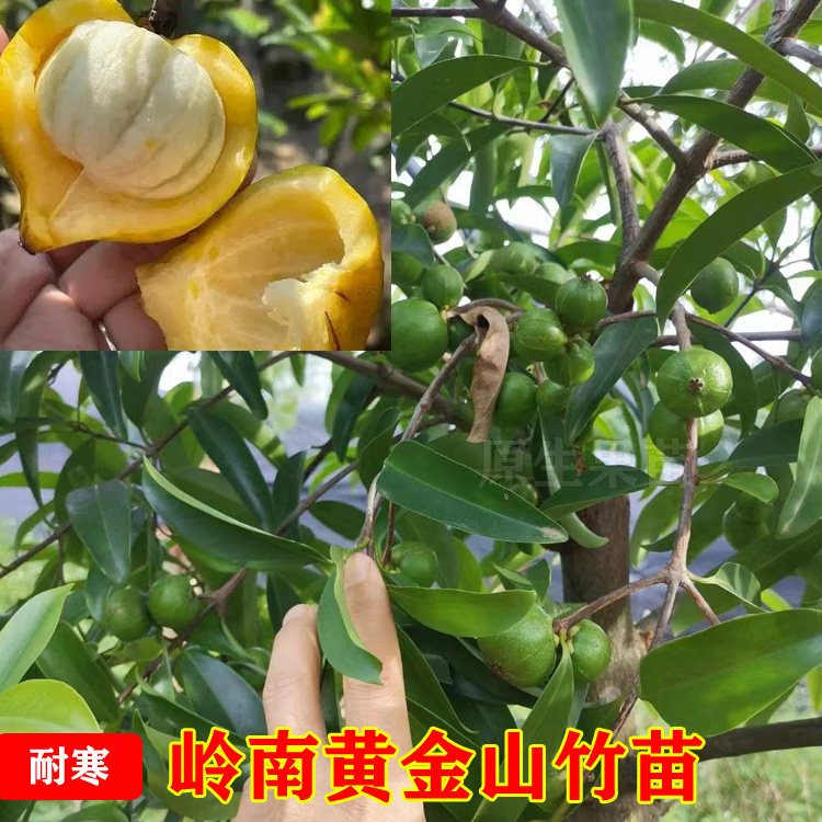 广西岭南山竹嫁接苗无籽黄金山竹带果耐寒当年结果盆栽地栽常绿