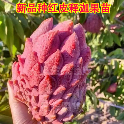红龙大目释迦果苗榴莲释迦果苗