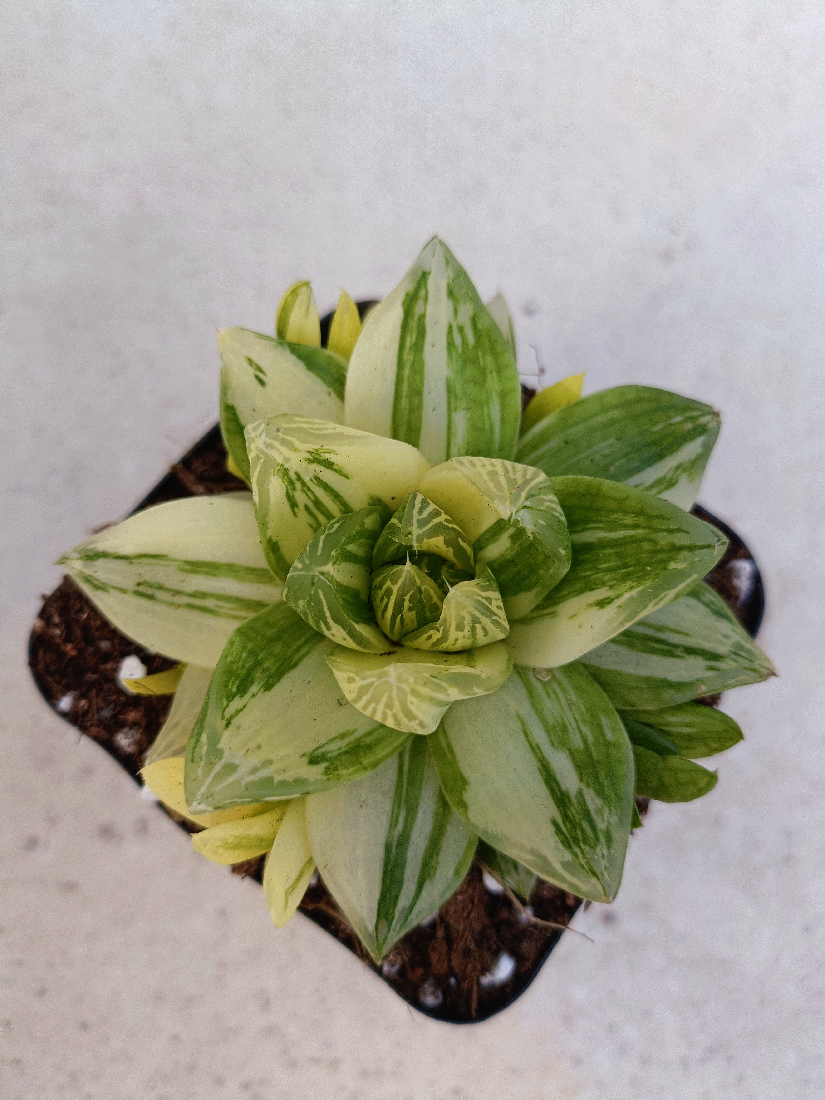 京之华锦.玉露锦多肉植物.防辐射高颜值盆栽.一物一拍