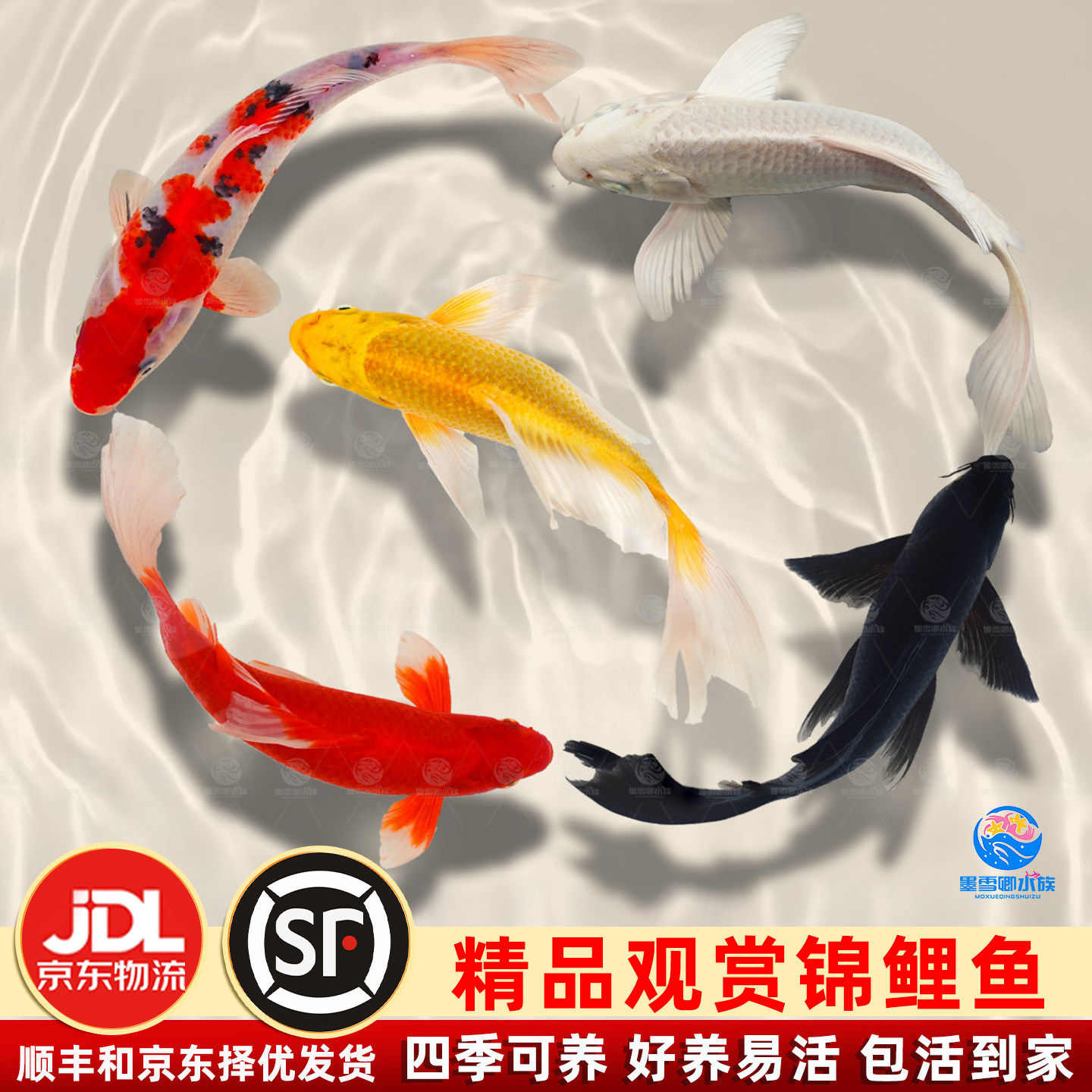 包邮锦鲤观赏鱼金鱼冷水鱼淡水活鱼好养耐活草金纯种红白黄金鱼苗