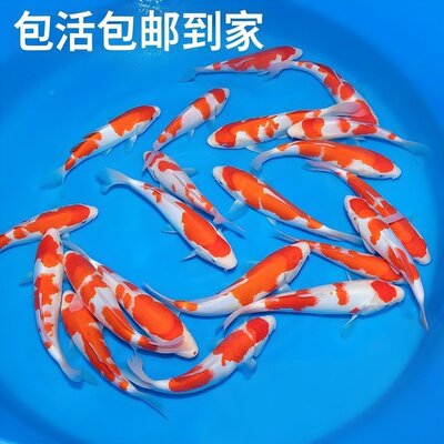 包邮锦鲤鱼观赏鱼冷水鱼淡水活鱼小金鱼好养耐活黄金纯种红白鱼苗
