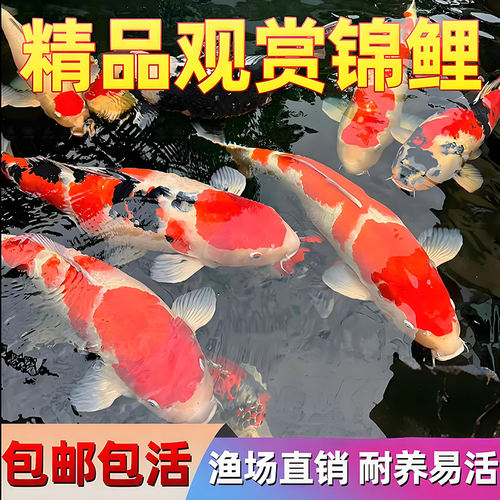 锦鲤观赏鱼冷水鱼淡水金鱼活鱼好养耐活自来水纯种红白黄金鱼苗