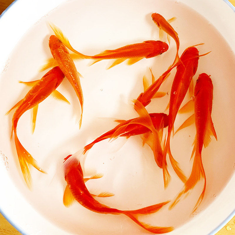 锦鲤观赏鱼冷水好养淡水鱼长尾大红草金鱼活鱼红草鱼凤尾纯红色鱼