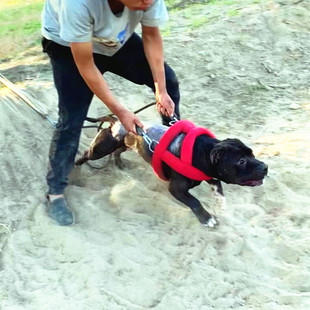 狗狗拉车背带训练装备跑步机用品负重拖带拖重轮胎防磨胸背包邮