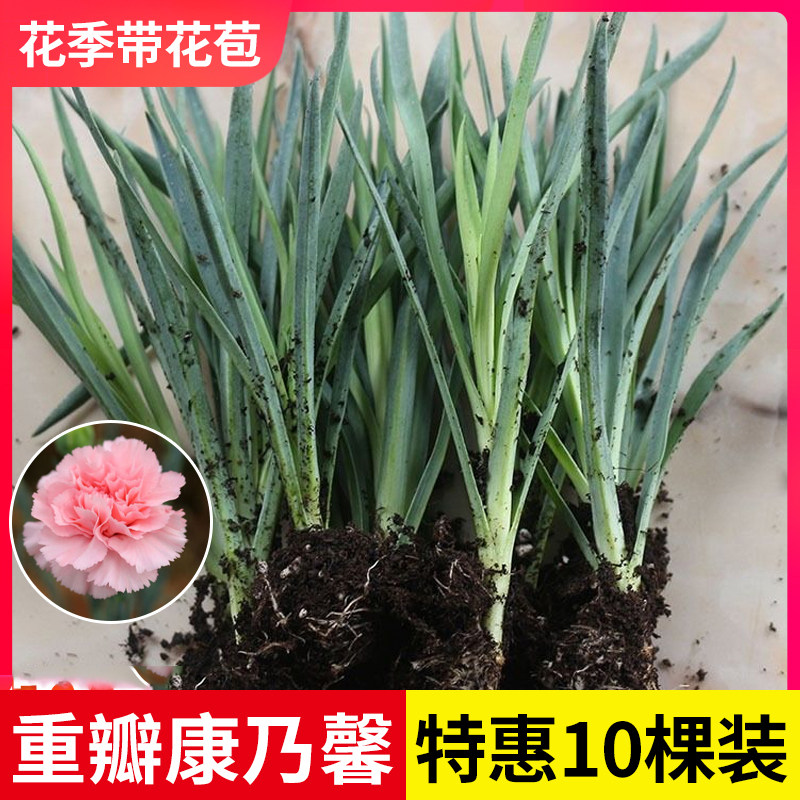 重瓣康乃馨花苗10棵耐寒
