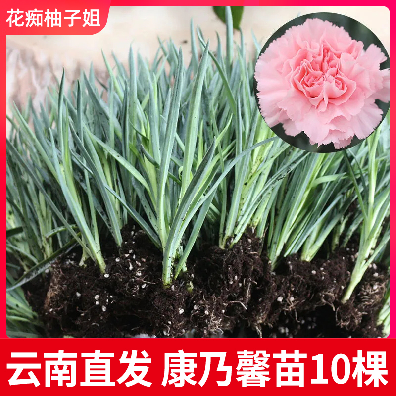 云南直发10颗康乃馨花苗阳台重瓣