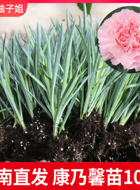 云南直发10颗康乃馨花苗小苗切花室内阳台盆栽冬季易活花卉重瓣