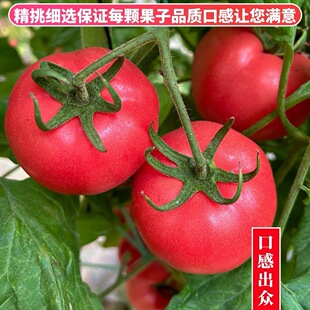 核心产区陕西泾阳普罗旺斯西红柿（云南个黑龙江拍普通快递）