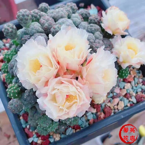 足球团扇多头仙人球美观开花新品