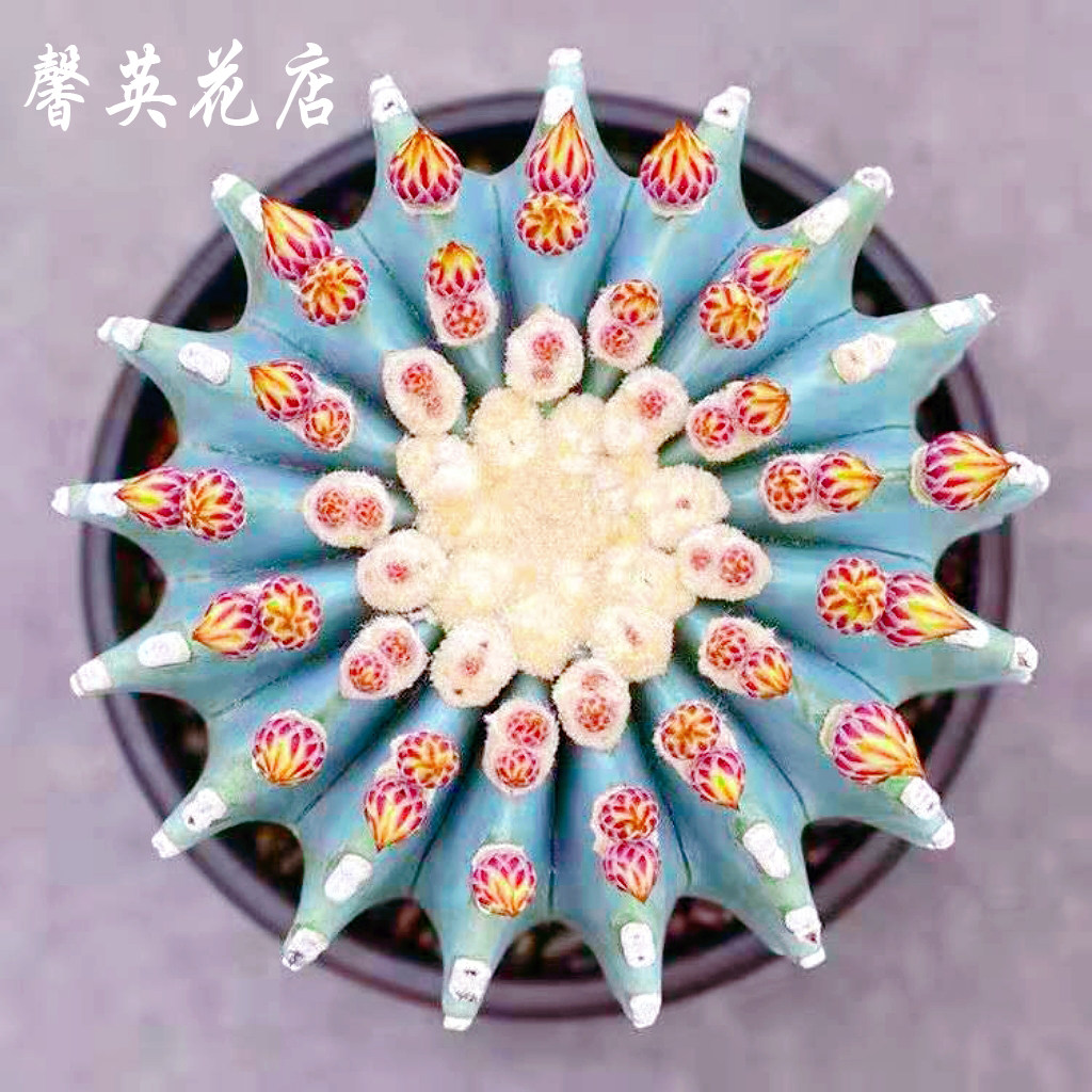 开花仙人球王冠龙无刺多肉仙人掌