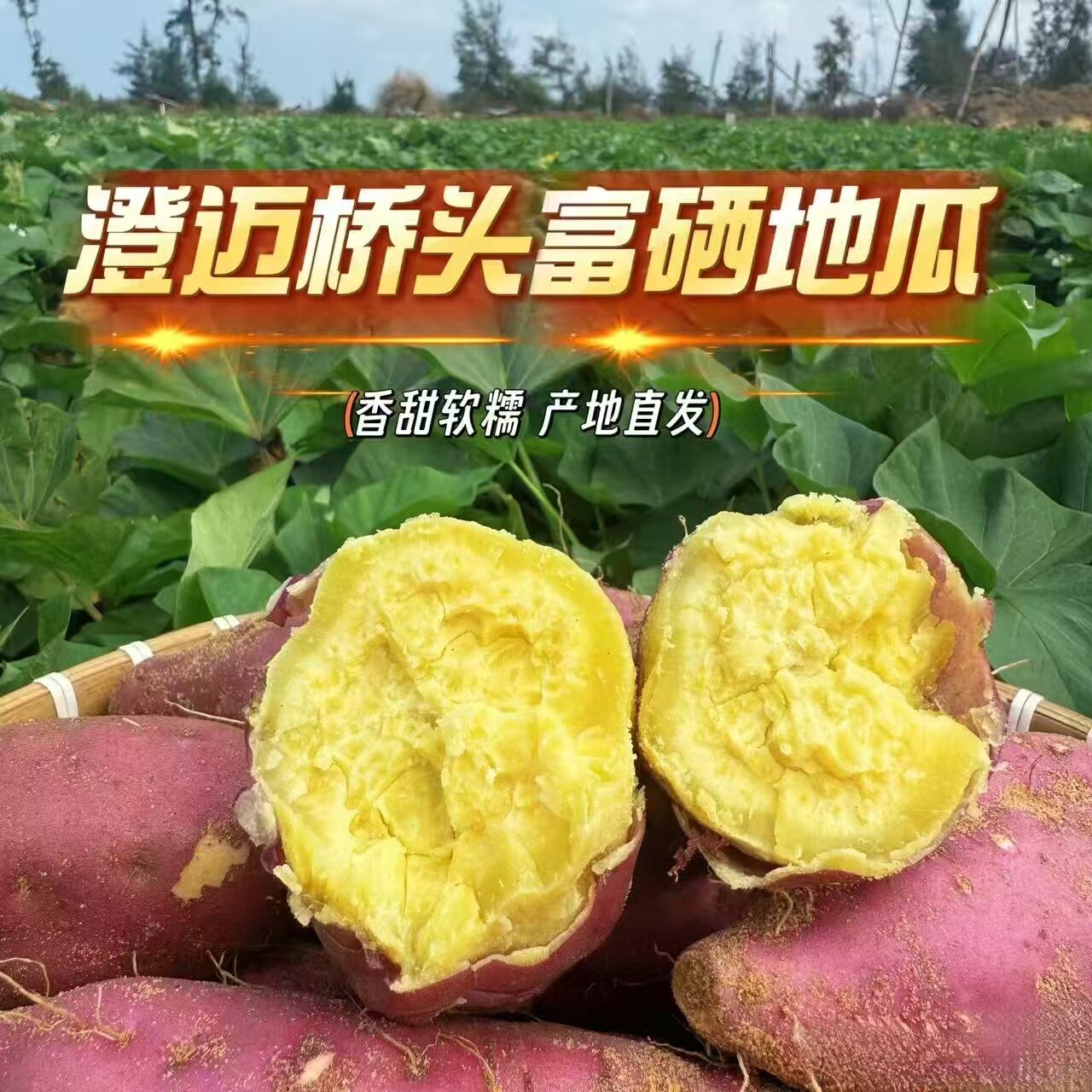 海南澄迈富硒桥头地瓜现挖现发