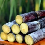 正宗广西黑皮甘蔗10斤当季新鲜水果整箱脆甜多汁薄皮甜杆现砍包邮