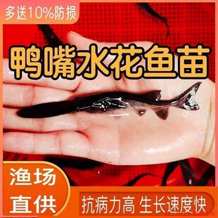 大规格鸭嘴鱼苗活体淡水养殖匙吻鲟中华鲟鱼可食用鱼冷水鱼路亚鱼