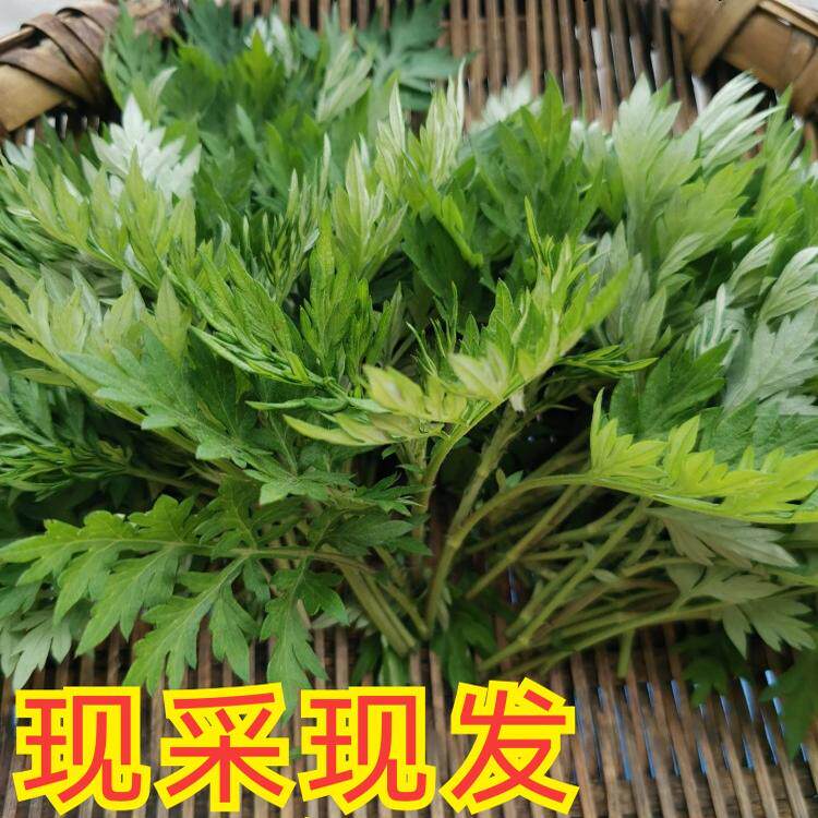 新鲜艾叶生艾叶干艾叶草糍粑艾粄野生艾草叶食用清明草艾草叶包邮