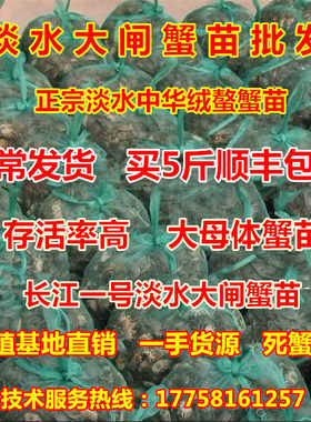 淡水鲜活大闸蟹苗正品长江一号苗