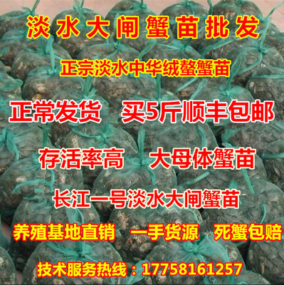 淡水鲜活大闸蟹苗正品长江一号苗