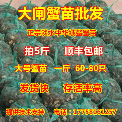 正品大母种蟹苗母体6两淡水鲜活