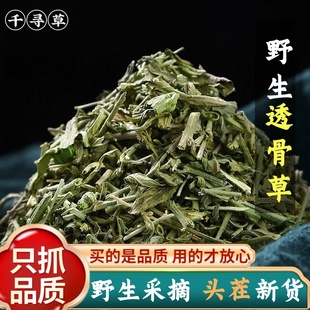 正品透骨草500g克野生头茬新货透骨草粉珍珠透骨草正品新货伸筋草