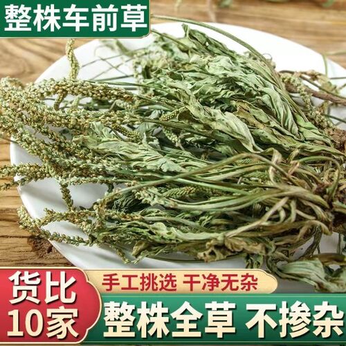 云南野生整棵车前草蒲公英