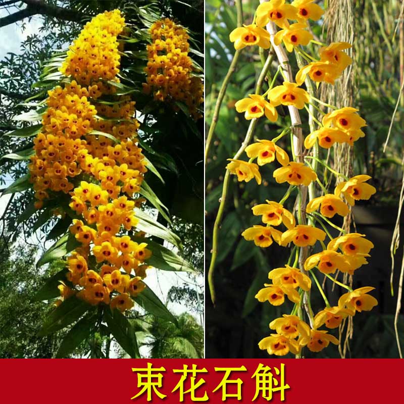 束花石斛秋季开花大丛壮观石斛兰垂吊生长黄色兰花园林造景包邮