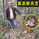 非灵芝孢子粉神农架灵芝深山采摘野生赤灵芝整枝野生林芝野生赤芝
