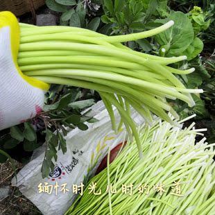 【顺丰京东包邮】四川白帽蒜苔农家新鲜菜汉源蒜苔蒜薹青蒜应季