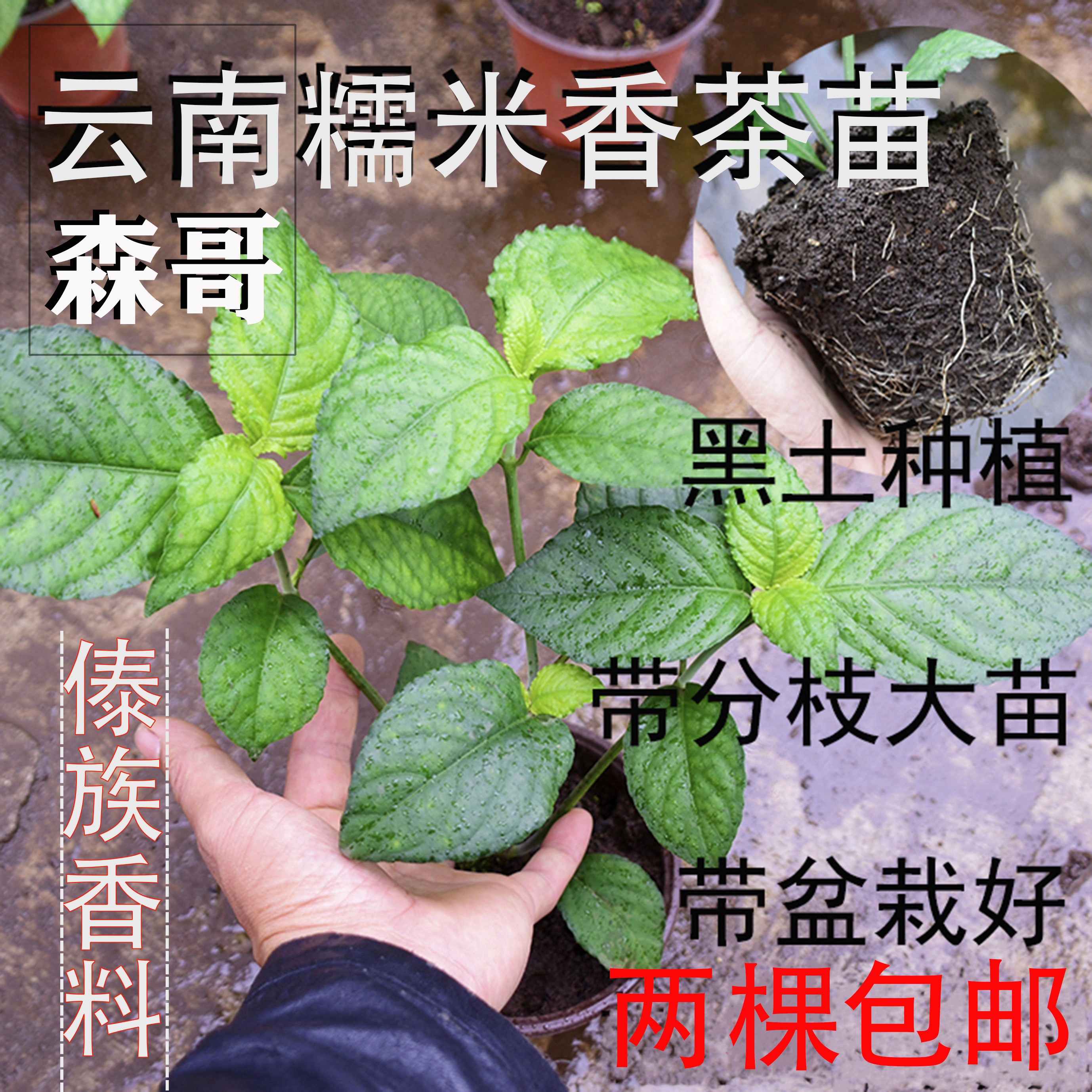 糯米香茶苗云南香草绿植大叶种盆栽浓香型草本糯米香叶子泡茶植物
