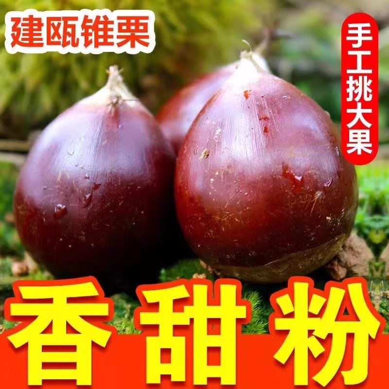 2025福建建瓯特产锥栗板栗生新鲜野生油栗高山农家现摘毛尖锥栗子