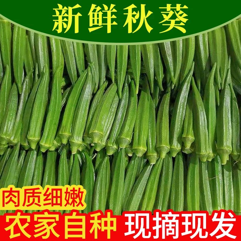 新鲜秋葵蔬菜农家露天种植