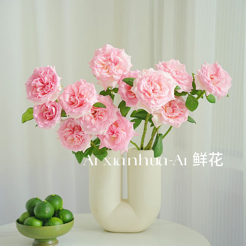 浅粉渐变色系高级奥斯汀洛神玫瑰