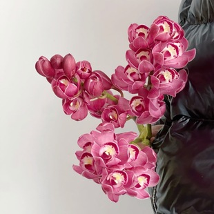 超可爱迷你粉色小蕙兰鲜花家居插花水养节日送花空运云南直发百搭