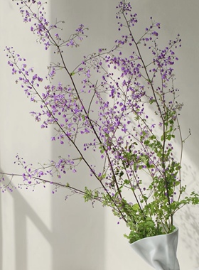 繁星灵动款小众花材紫色唐松草鲜花家居插花水养节日送花空运直发