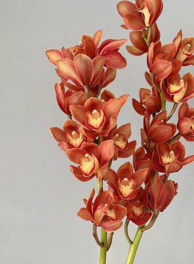 进口复古咖橙色醉美人大花蕙兰鲜花家居办公插花水养年宵花惠兰花