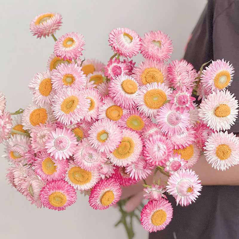 自带油画感香槟色红色粉色麦秆菊鲜花可做干花插花水养云南直发