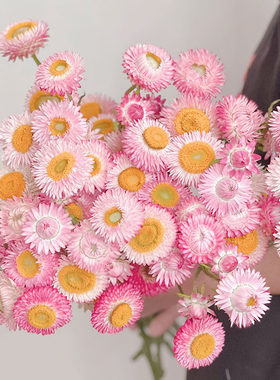 自带油画感粉色麦秆菊鲜花做干花