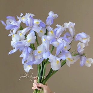 温温柔柔 克莱尔仙气浅紫色插花水养女神节情人节送花空运直发