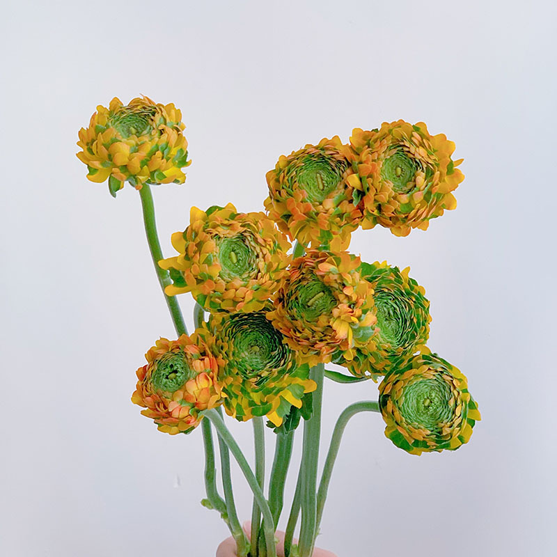 好运连连锦鲤洋牡丹鲜花家居插花