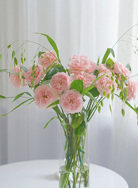 淡粉色肯尼亚粉梅拉玫瑰花鲜花唯美奥斯汀花型好养好开节日送花