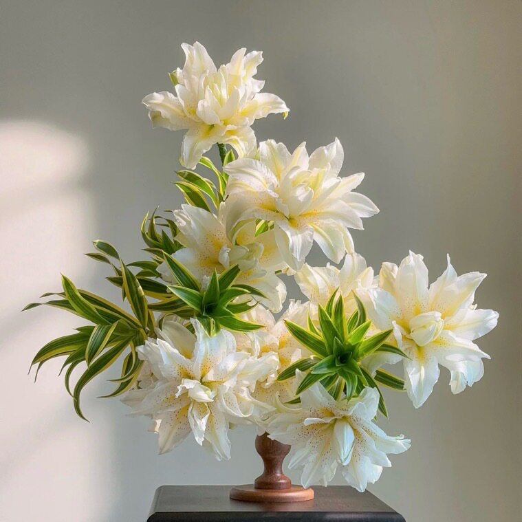 花心自带麻子有香味白色拉菲鲜花