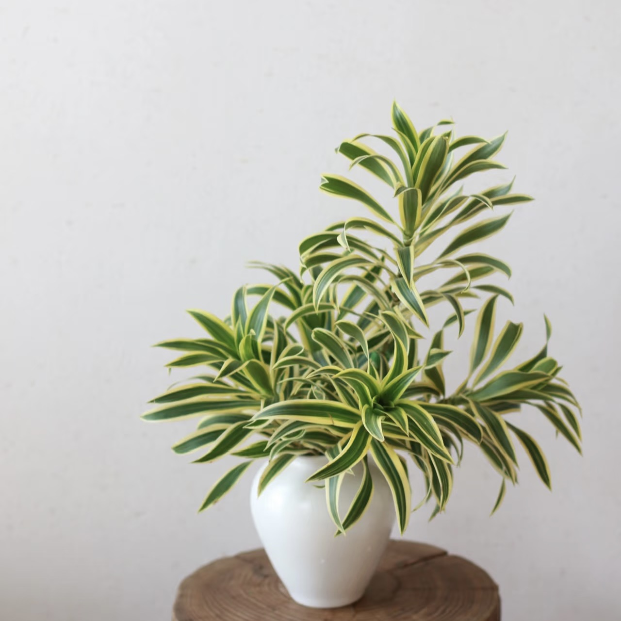 家居轻奢绿植清新金边百合竹插花