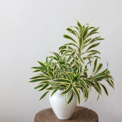 家居轻奢绿植清新金边百合竹插花