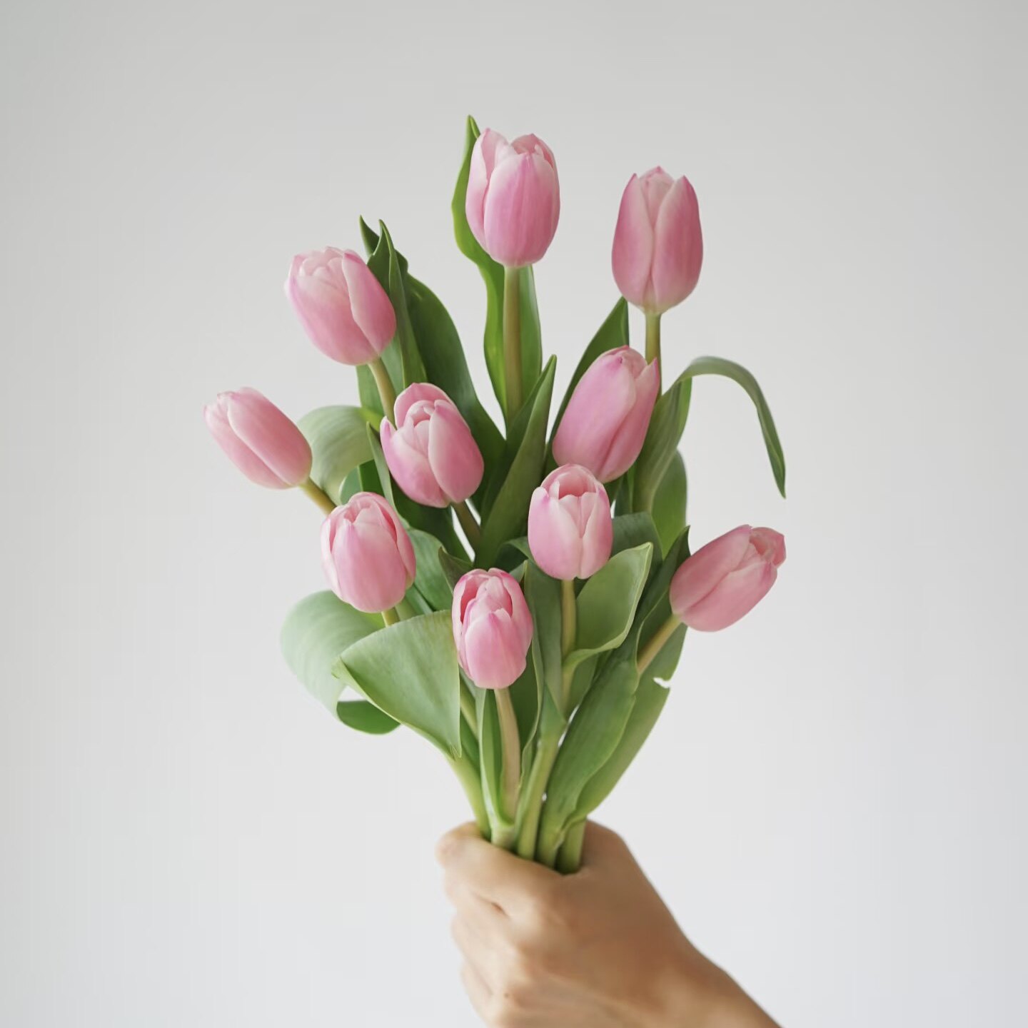 粉白渐变开放绝美蔓越莓郁金香鲜花家居插花水养节日送花空运直发