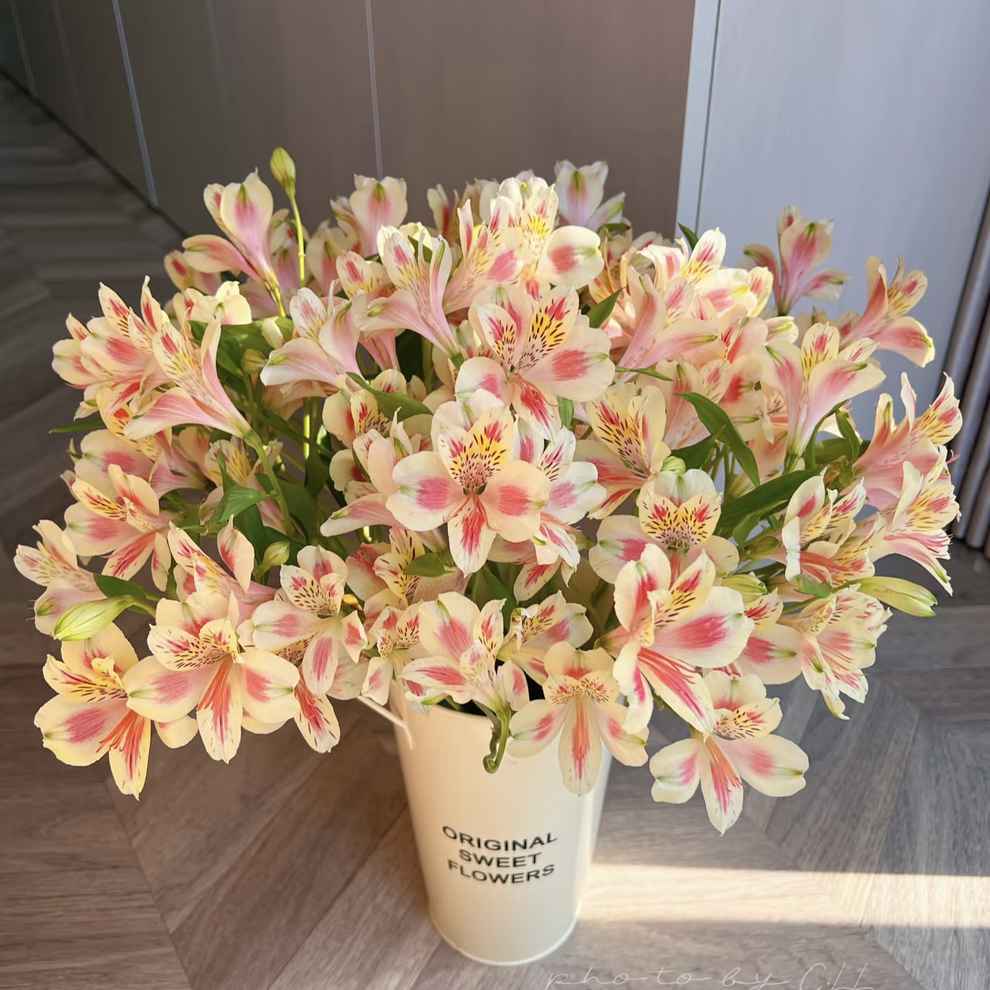 稀有猫爪六初水仙百合鲜花送花