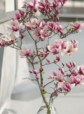 AA级粉紫色玉兰花鲜切枝家居插花水养装饰渐变色造型独特意境感花