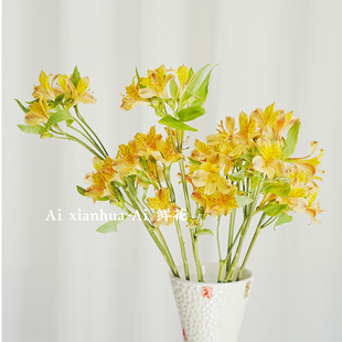 稀有小众香槟橙色六出花鲜花家居插花水养节日送花空运直发花期长