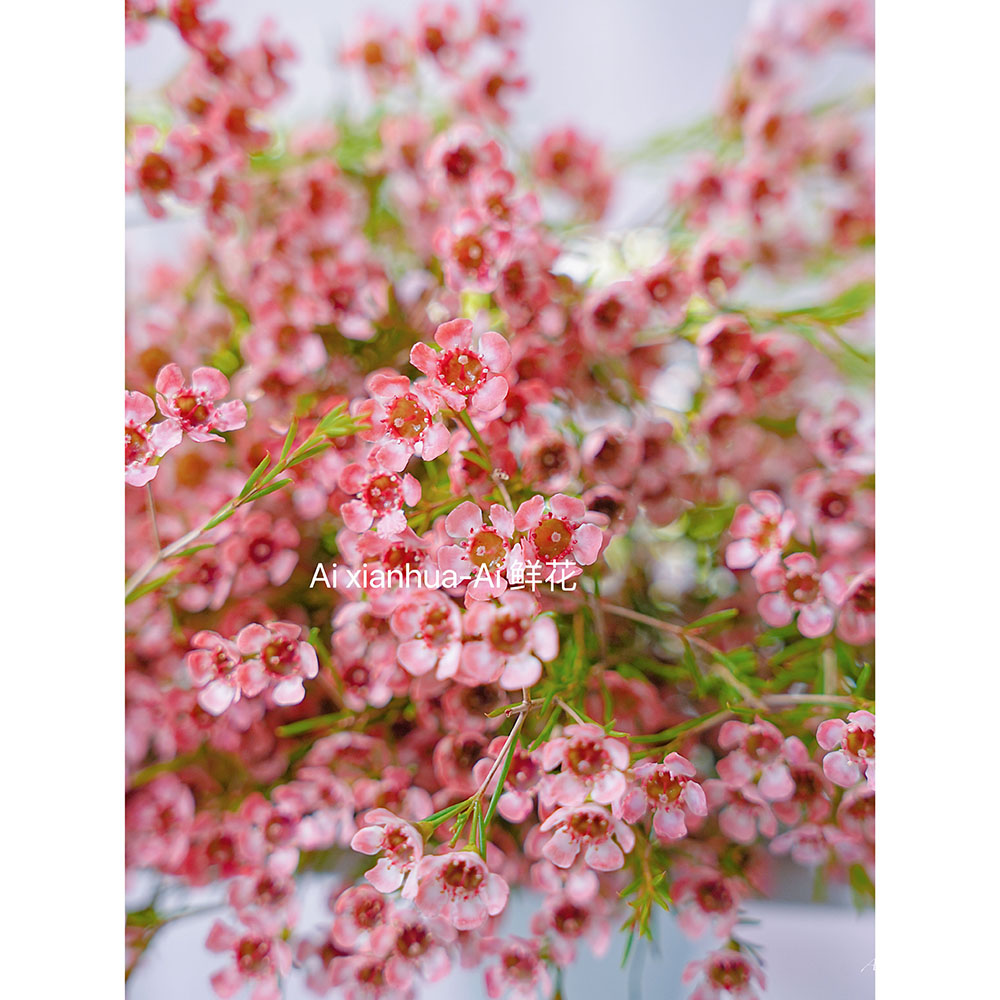 进口西柚色腊梅鲜花超级小众色彩