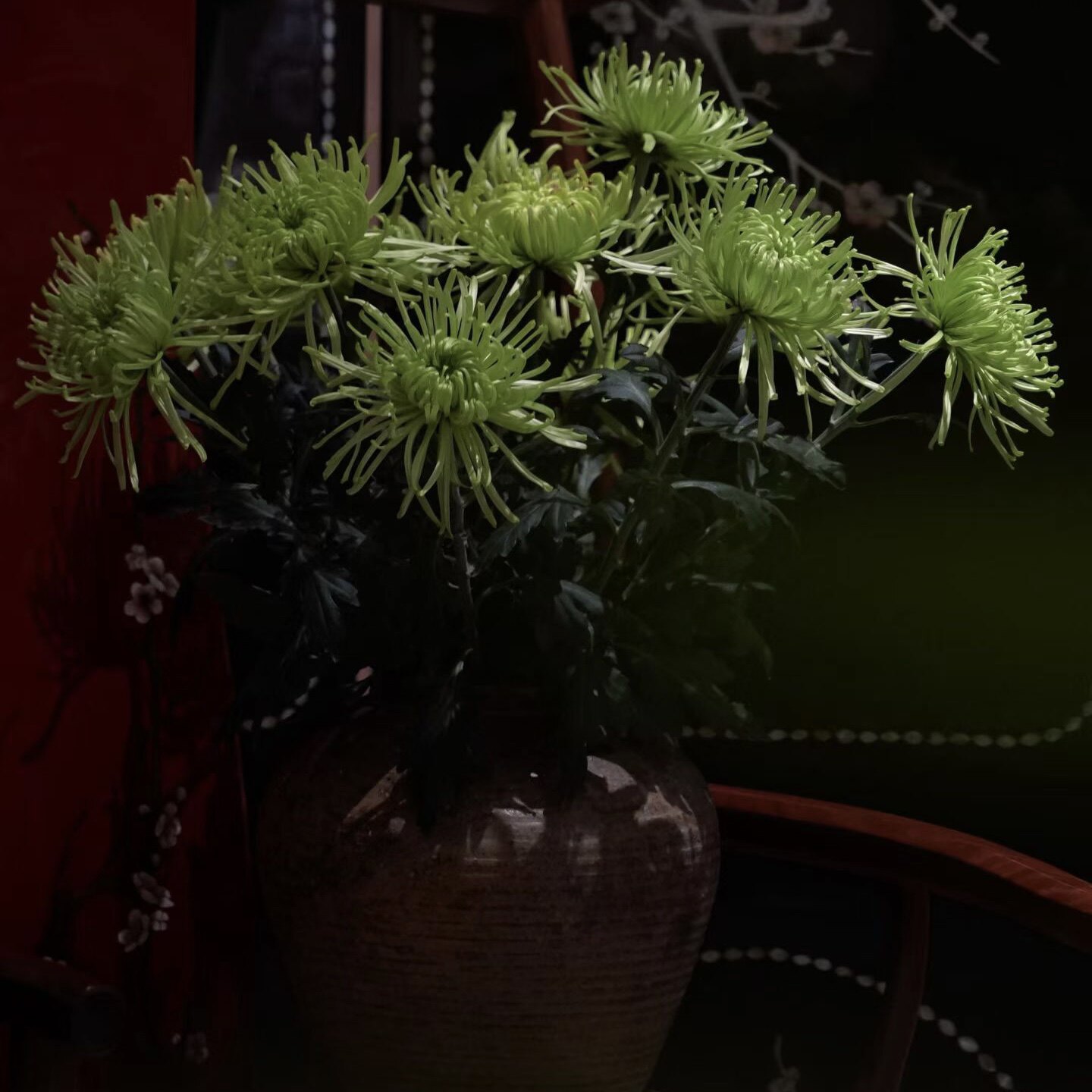 东方美学清新治愈绿色烟花菊鲜花